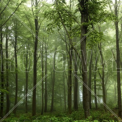 Tapet cu design de pădure verde