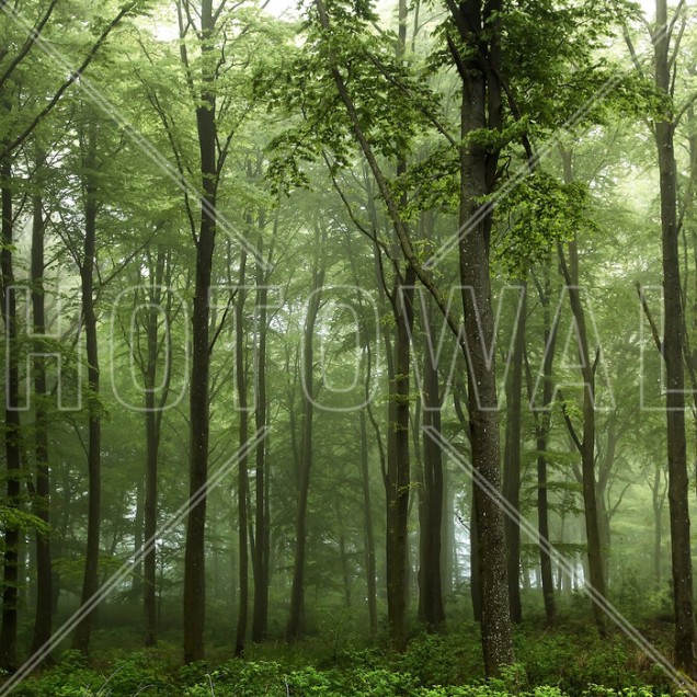 Tapet cu design de pădure verde