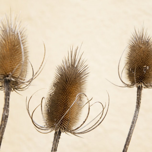Tapet cu plante uscate, Dried Plants, Photowall, design minimalist