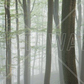 Fototapet Misty Beech Forest, Personalizat, Photowall