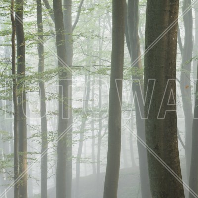 Wallpaper Misty Beech Forest cu un peisaj liniștit de pădure, cu copaci înalți și o ceață ușoară. Ideal pentru dormitoare, livinguri sau birouri.
