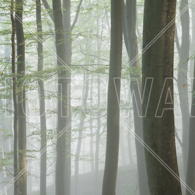 Wallpaper Misty Beech Forest cu un peisaj liniștit de pădure, cu copaci înalți și o ceață ușoară. Ideal pentru dormitoare, livinguri sau birouri.