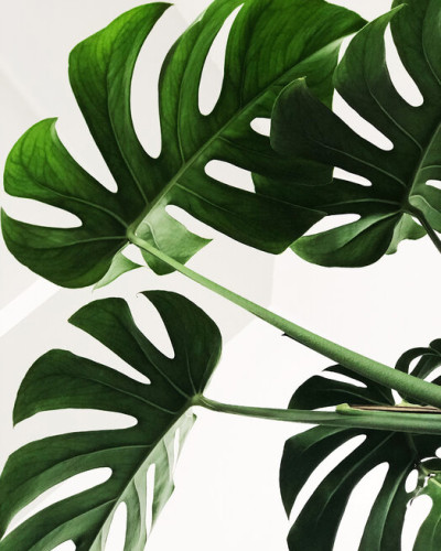 Tapet cu frunze de Monstera
