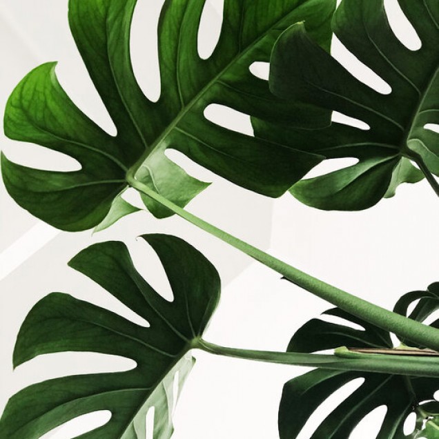 Tapet cu frunze de Monstera