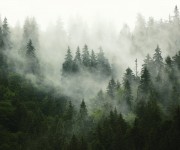 Fototapet Foggy Forest, Personalizat, Photowall