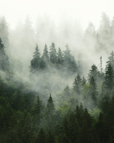 Fototapet cu o pădure cețoasă, creând o atmosferă misterioasă și relaxantă.