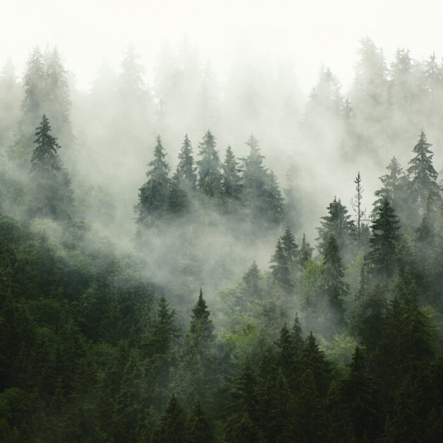 Fototapet cu o pădure cețoasă, creând o atmosferă misterioasă și relaxantă.