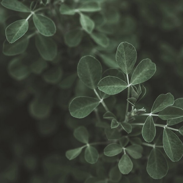 Tapet cu frunze verzi Low Key Leaf, perfect pentru un design modern și natural.