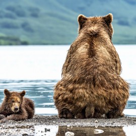 Fototapet Bear and Cub, Personalizat, Photowall