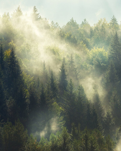 Fototapet cu o padure ceata in culori vii si detalii fine, perfect pentru a crea o atmosfera relaxanta si linistita