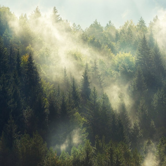 Fototapet cu o padure ceata in culori vii si detalii fine, perfect pentru a crea o atmosfera relaxanta si linistita