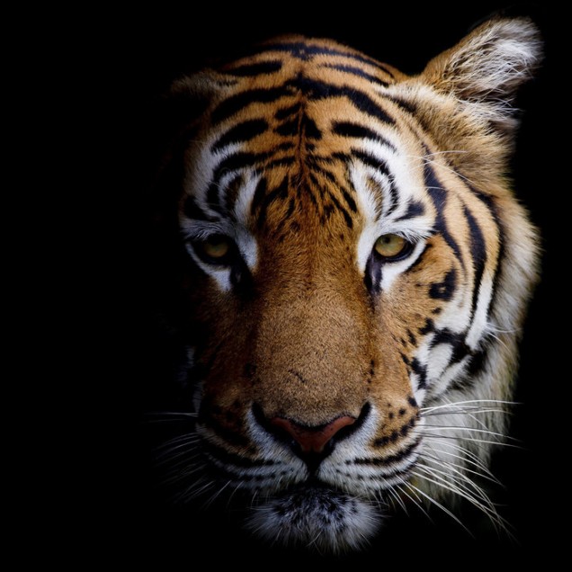 Tapet cu un Tiger realist, pe fundal negru