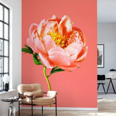 Tapet cu floare peony pe fundal coral.