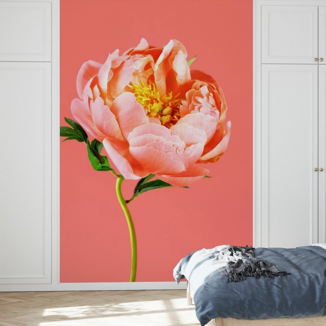 Tapet cu floare peony pe fundal coral.