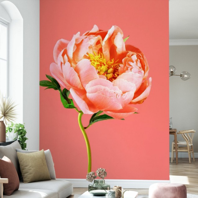 Tapet cu floare peony pe fundal coral.