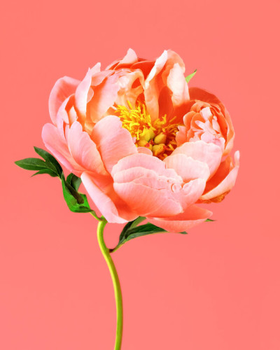 Tapet cu floare peony pe fundal coral.