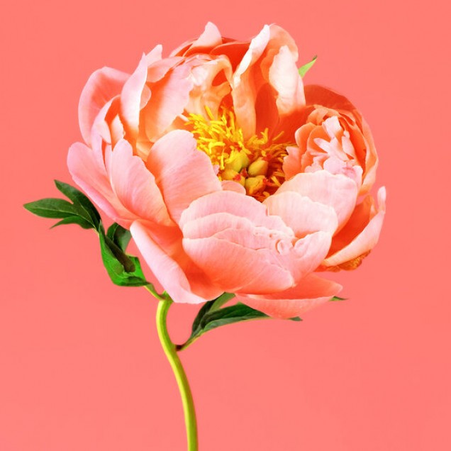 Tapet cu floare peony pe fundal coral.