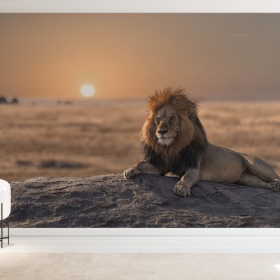 Fototapet Lion Sitting on the Rock, Personalizat, Photowall, Fototapet living 
