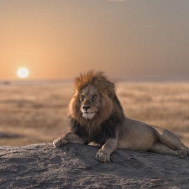 Fototapet Lion Sitting on the Rock, Personalizat, Photowall