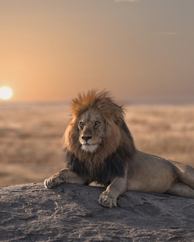 Lion Sitting on the Rock, Photowall