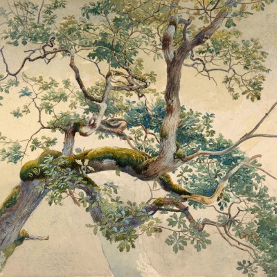 Fototapet Tree Branch Art, Charles Reginald Aston, Personalizat, Photowall, Fototapet living 