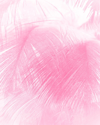 Wallpaper cu pene roz, Close Up of Feathers.