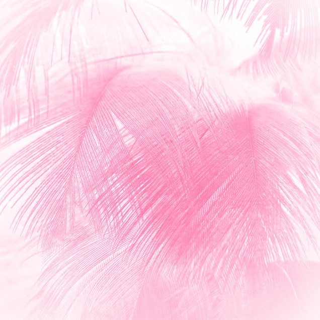 Wallpaper cu pene roz, Close Up of Feathers.