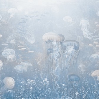Fototapet Jellyfish Garden, Blue, Photowall