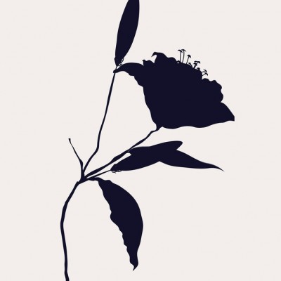 Fototapet Nero, cu design minimalist, cu o siluetă a unei flori delicate.
