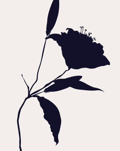 Fototapet Nero, cu design minimalist, cu o siluetă a unei flori delicate.
