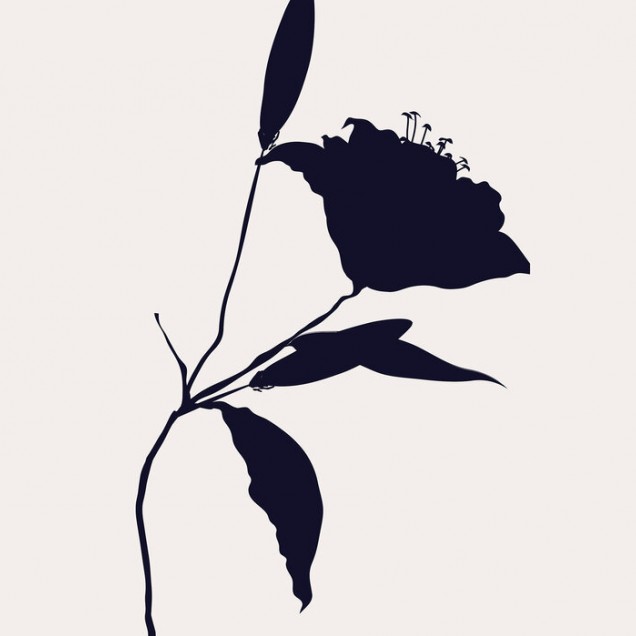Fototapet Nero, cu design minimalist, cu o siluetă a unei flori delicate.