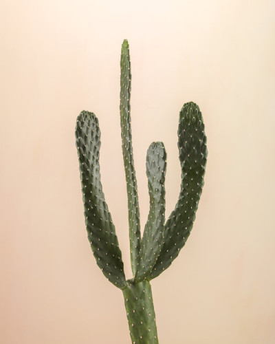 Tapet cu cactus pe fond bej