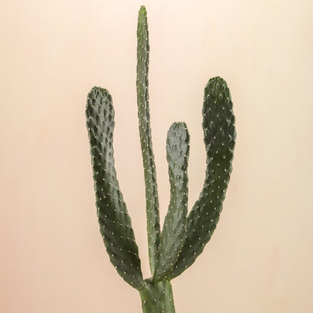 Tapet cu cactus pe fond bej
