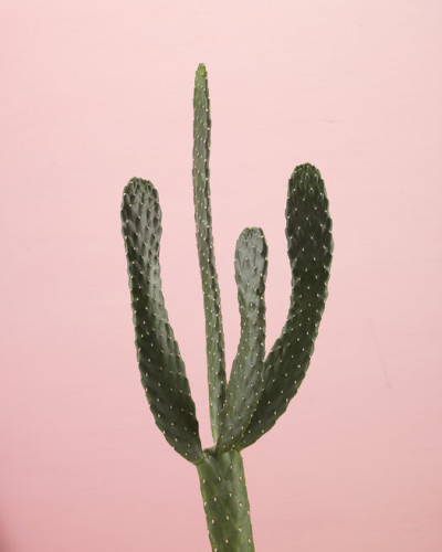 Tapet Cacti roz cu un cactus verde pe un fundal roz