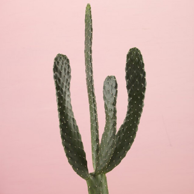 Tapet Cacti roz cu un cactus verde pe un fundal roz