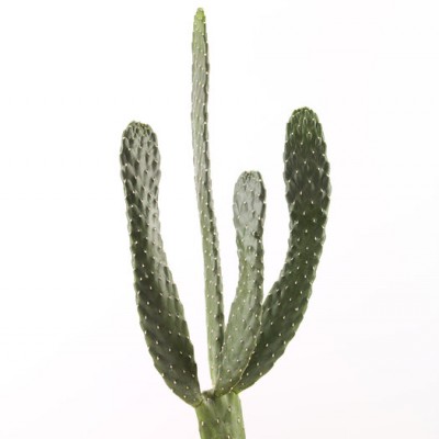 Tapetă foto cu cactus minimalist, alb, Cacti White