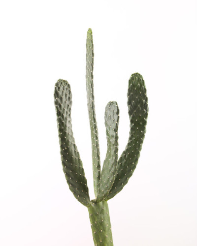 Tapetă foto cu cactus minimalist, alb, Cacti White