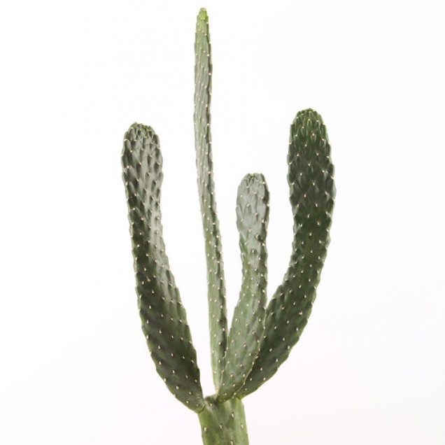 Tapetă foto cu cactus minimalist, alb, Cacti White