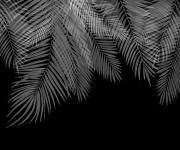 Fototapet Hanging Palm Leaves, Black-White, Personalizat, Photowall
