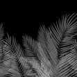 Swaying Palm Leaves - Black-White, Photowall