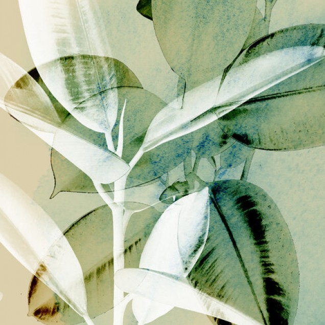 Tapet cu Ficus Elastica - Design elegant cu frunze mari si verzi, perfect pentru living, dormitor sau birou.