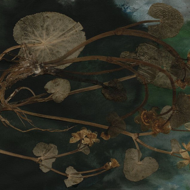 Tapet foto Marsh Marigold cu frunze și flori uscate pe un fundal verde-albastru.