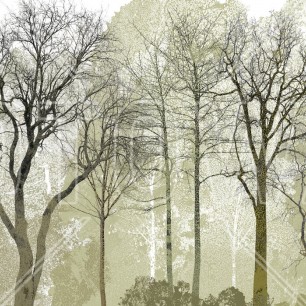 Fototapet Spring in the Woods, Personalizat, Photowall