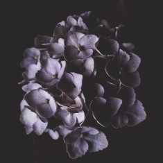 Fototapet Purple Bouquet, personalizat, Photowall