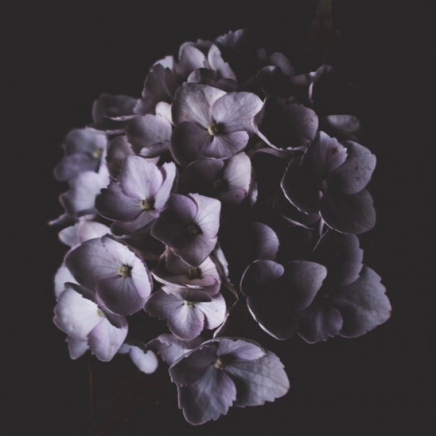 Tapet floral cu flori mov pe un fundal negru