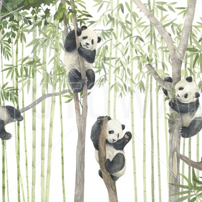 Panda Friends, Bright wallpaper, cu pandine drăguțe ce se joacă în pădurea de bambus.