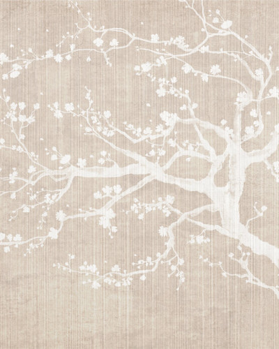 Wallpaper cu flori de cires Sakura Spring