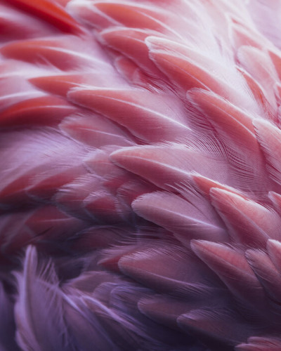 Fototapet Flamingo cu pene roz delicate