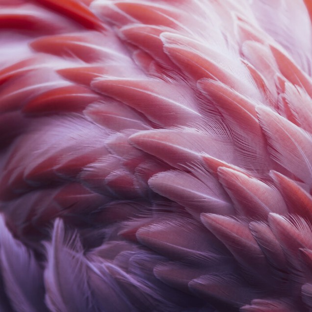 Fototapet Flamingo cu pene roz delicate