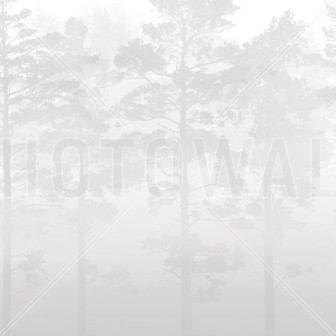 Fototapet Misty Pine Forest, Grey, Photowall